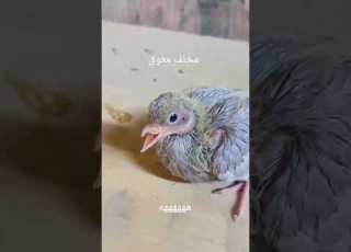  مخلف معوق