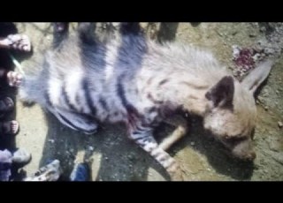 أطفال في اليمن قاموا بقـtـل ضبع بالحجاره