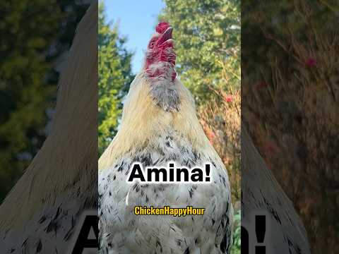 Calling Amina Amena Aminah Arabic Chicken Rooster Memesdaily Chickenhappyhour Calling Amina Amena Aminah Arabic Chicken Rooster Memesdaily Chickenhappyhour