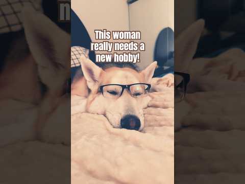 Hundevideos Fyp Schäferhunde HundeaufYouTube Hundevideos