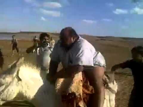 جاكم ياويلكم هههههه