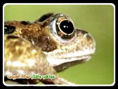 نشيد ضفدع ضفدع نق نق