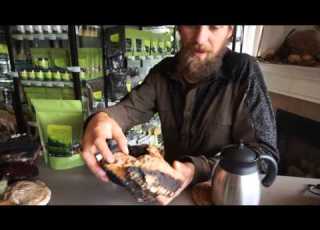 Chaga Mushroom Mini Intensive W Yarrow Willard Cl H Harmonic Arts