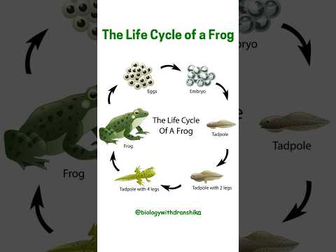 The Life Cycle Of A Frog From Egg To Adult
