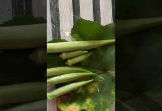 FRESH ORGANIC OKRAS FROM MY BACKYARD GARDEN
