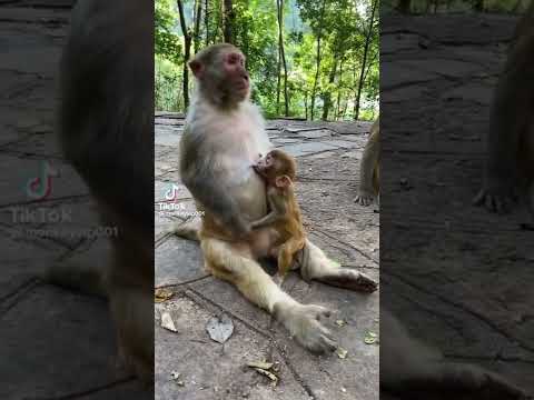 NYANI ANYONYESHA KAMA MTU