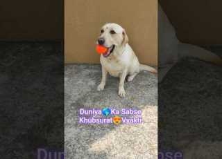  Video Is Going Viral Cutelabrador Newshorts Funnycomedy Khubsurat Dogshorts Viralvideo Dog