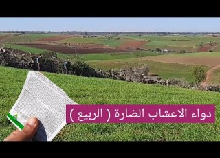  دواء القمح و الشعير بمبـ ـيد انتقائي من اعشاب الضارة ثنائية الفلقة في القمح رش الربيع وهو صغير