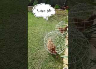أخطر فكرة تربية الدواجن تربية الدواجن تربية الطيورshorts Poultry Farming