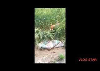 کتا ہلکا ہوگیا پاگل کتا وڈیولازمی دیکھیں Mental Dog