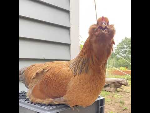 صوت الدجاجة