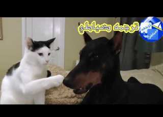  لم كلب لفته يهزر مع قط دمياطي شرس ترجمه دمياطي