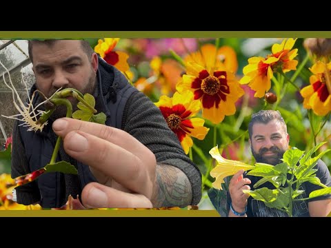 Coreopsis Eintopfen Samen Aussäen Kleine Erfolge Feiern Gewächshausarbeiten Gartenarbeit