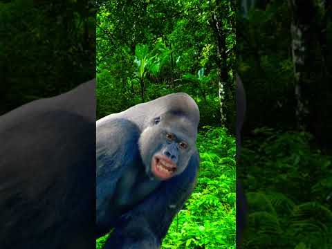 غوريلا Yearofyou Funny Learning