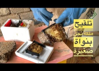  احدث طريقة لتلقيح ملكة النحل The Latest Method For Pollinating The Queen Bee Bee Increase
