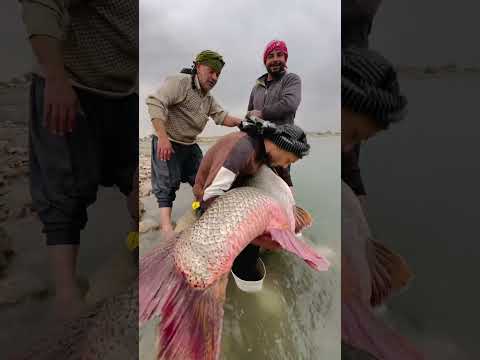 صياد عراقي يتفاجئ بصيد سمكة كبيرة جدا تزن 116 كيلو غرام