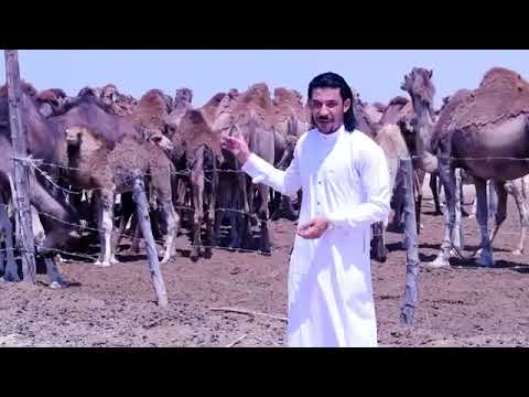 مجرودة بنت المدينة بسام ابو عواد 2026 بدوي