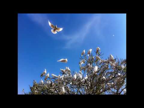 ملحم بركات حمامة بيضا