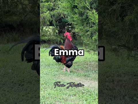Emma Oh Emma Emma Emma Ema Chickens Hen Hens Rooster Roosters Backyardchickens