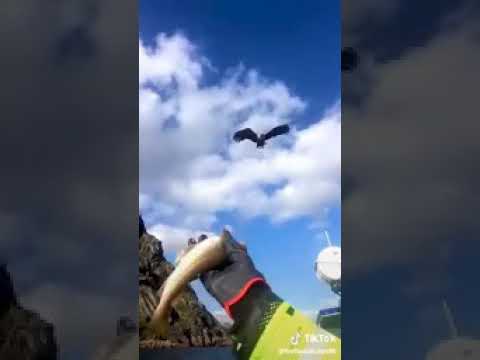 احلا نغمه هادف