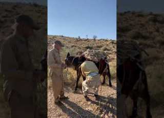  بستن بار بر روی قاطر