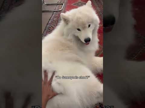 Do Samoyeds Shed Dog Fluffy Shorts Fluffydog