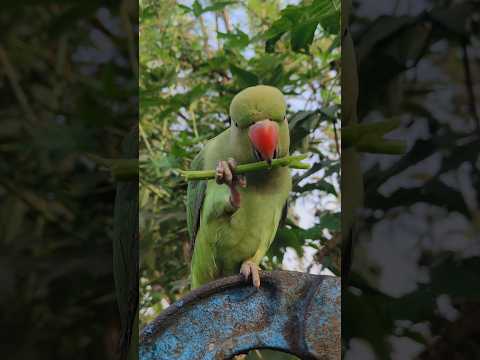 Parrot Pet Petlovers Petofinstagram Parrots Talkingbird Talkingparrot Funnypets Viralvideo