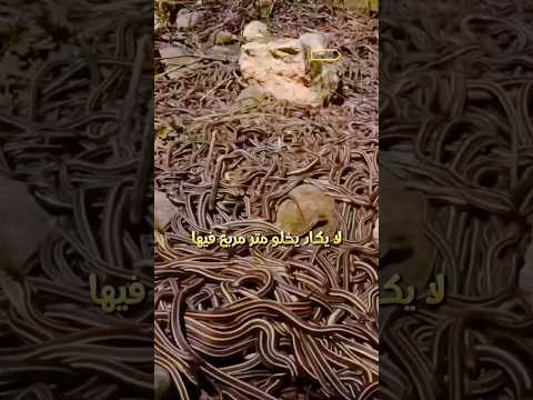 جزيرة إحتلتها الثعابين يموت كل من يدخلها معلومات و حقائق