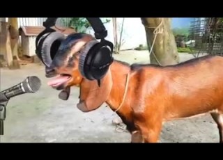 Bakri Ka New Viral Song Wait For End