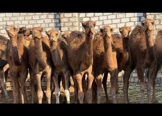  طول ما انت ماشي هتقابل مواشي