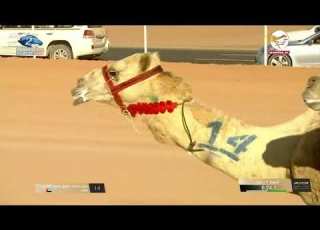  الشوط 1 كأس العلا 2023 مبهر لـ حمد راشد بن غدير الكتبي 13 35 67 الجمعه 2023 3 17 زمول