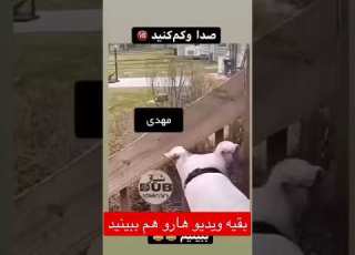 اسم صاحبت چیه خنده میم شورت روست صداگذاری فان سم طنز جوک میکس ایران میم خنده دار خنده دار ترین سگ