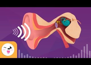 Cómo Funciona El Oído El Oído Y Su Funcionamiento El Viaje Del Sonido