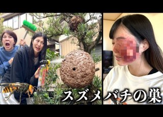  スズメバチの巣を駆除したら妹が蜂に刺された 家にできた巨大な巣を家族で破壊