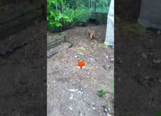 The Fox Wants To Eat Chicken Animals Pets Fox Shorts