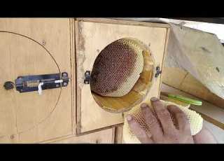  قص وقطع أقراص العسل الأصلي الطبيعي الطريقة الصحيحة لقص قرص العسل الرائع وطبيعي من الخلايا البلدي