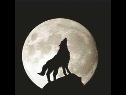 37 من سوالف الذيابه في شمال المملكة يرويها الاستاذ الفاضل ابوناصر العمر 37 من سوالف الذيابه في شمال المملكة يرويها الاستاذ الفاضل ابوناصر العمر