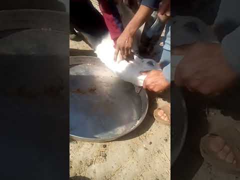 ترند السعودية ضحية العيد