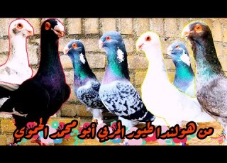  من هولندا الحمام الشامي عند المربي ابو محمد الحموي