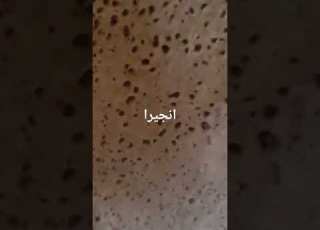  انجيرا الحبشي