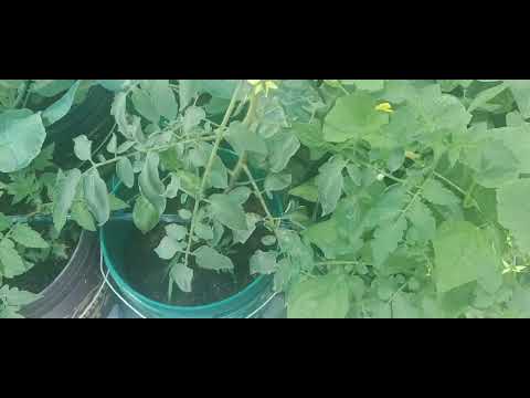 Enno Rakalaina Vegetables Mokkalu NagamaniSamala Y5l Enno Rakalaina Vegetables Mokkalu NagamaniSamala Y5l