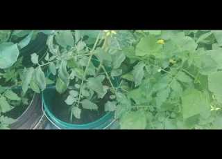 Enno Rakalaina Vegetables Mokkalu NagamaniSamala Y5l