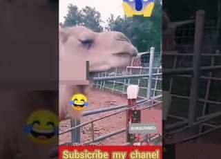اونٹ کی لڑکی کے ساتھ دلچسپ اور فنی حرکت Very Interesting Video