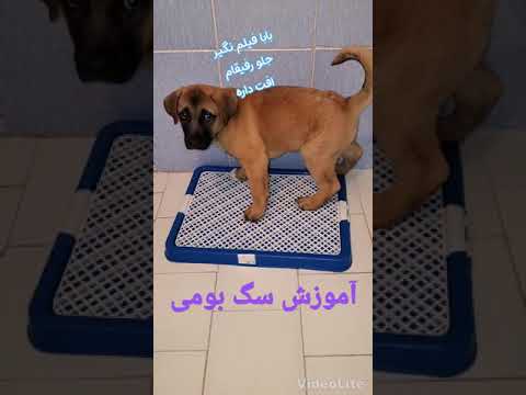 آموزش سگ بومی آموزش جای جیش لطفا الوند رو در اینستاگرام دنبال کنین I Am Alvand