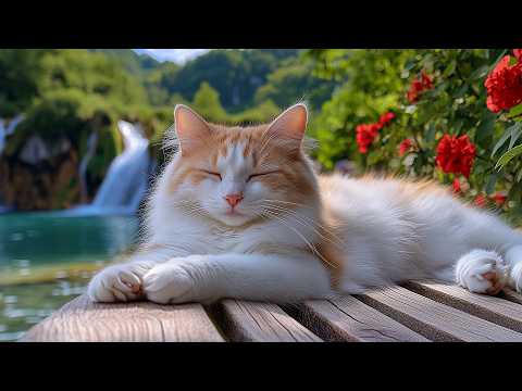 12 Hours Of Calming Music For Cats Soft Neural Relaxation Calm Behavior Support No Ads Cat TV 12 Hours Of Calming Music For Cats Soft Neural Relaxation Calm Behavior Support No Ads Cat TV