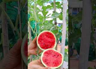 How To Grow Watermelon From Seed To Harvest Watermelon Gardening V87garden