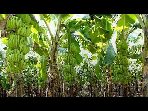 Kilimo Cha Migomba Ukanda Wa Magharibi Tanzania Kilimo Cha Migomba Ukanda Wa Magharibi Tanzania