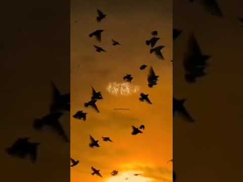 هذا الشجاع بنو الأكارم فخرنا إبراهيم الأحمد