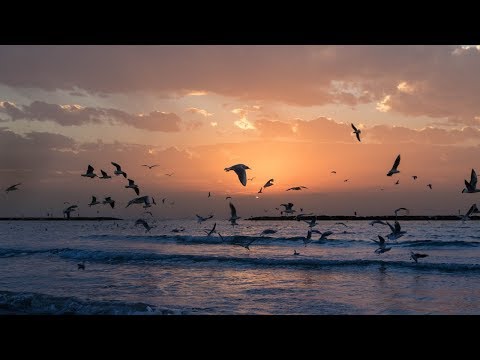 Relaxing Sounds Ocean Waves And Seagulls 2 Hours