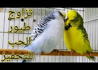  تحفيز طيور الحب على ال اصوات طائر البادجي صوت طيور البادجي تغريد طيور الحب